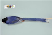 臺灣藍鵲藏品圖，第4張